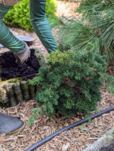 Ryan is removing another evergreen from a container so it can be transplanted into the ground. It had outgrown this small container and will do much better here in the pinetum.