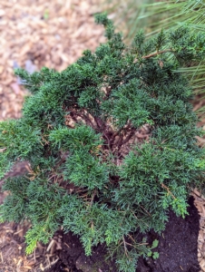 The plant removed is a long-lived, fast-growing, needled evergreen juniper with lemony fragrant leaves.