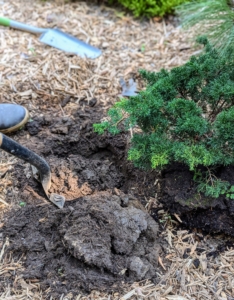 Ryan starts by digging the hole at least twice the size of the plant.