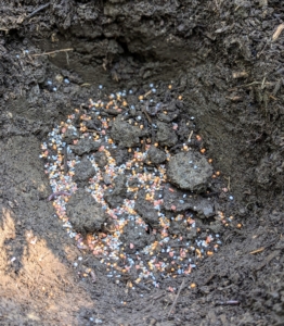 Ryan sprinkles a generous amount of food into the hole and mixes it with the existing soil.