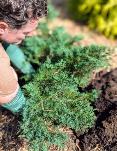 Then he place the evergreen into the hole and backfills.