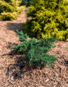 He places specimens strategically around the pinetum taking into consideration the size of the plant at maturity, its light needs, and its proximity to other plantings.