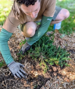 On this shrub, Ryan lightly packs the soil around and under the root ball to eliminate air pockets.