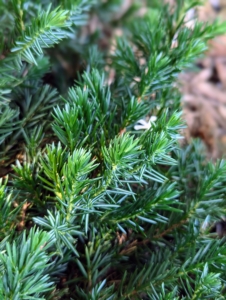 Junipers are coniferous trees and shrubs in the genus Juniperus of the cypress family Cupressaceae. They are hardy evergreens that thrive in most US growing zones. Junipers are deer resistant, salt tolerant, and extremely low maintenance.