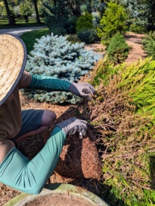 On this evergreen, Ryan trims out the four Ds of pruning - dead, damaged, diseased, and deranged - those branches that cross or rub against each other.