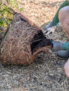 He also cuts off the bottom of the root ball. Scarifying helps promote healthy growth and nutrient absorption by loosening the roots and allowing them to expand into the new soil.