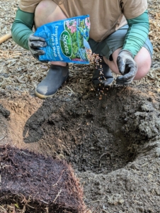 Once again he sprinkles a goodly amount of fertilizer into the hole.