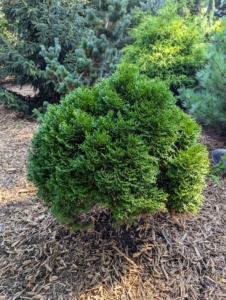 In time, this cypress will fill out in this space. Cypress are loved for their gorgeous and deep blue-green color. This will grow nicely in the pinetum.