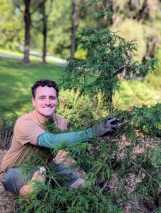 Here's Ryan planting a taller evergreen tree. Some of these newer specimens had grown fast. When planting be sure specimens are planted at the right depth. Planting a tree too deep can kill it. Plant it only at its flare – the bulge just above the root system where the roots begin to branch away from the trunk.