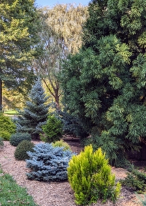 My pinetum collection has grown so well over the years. I am pleased with how it looks, and so happy these trees are thriving here at the farm.