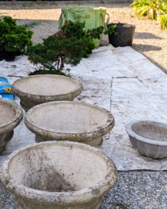 I always instruct my crew to gather all the necessary tools and supplies before starting any project. This area is located just outside my main greenhouse and head house. It is set up for repotting several evergreens.