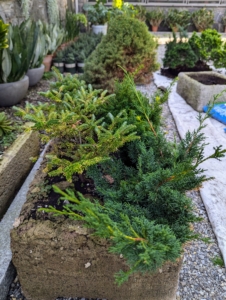 The planter housing this balsam fir and juniper is timeworn and in need of replacing. Some of the other evergreens have also grown too big for their containers.