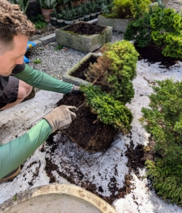 Ryan removes these plants from the container and separates them. The two had been planted together but are now big enough to be planted separately.