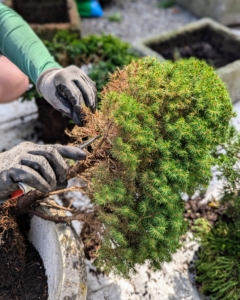 Before putting it in its new pot, Ryan grooms it and removes and dead, diseased, damaged or deranged branches. This specimen is in excellent shape and just needs a bit of trimming.