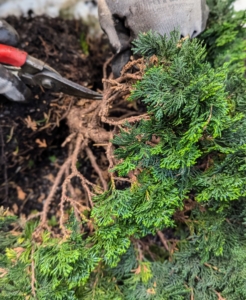 Ryan does the same with this cypress. Proper trimming rejuvenates mature plants and encourages new growth.