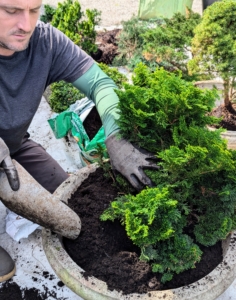 When selecting a pot, consider plant size and growth habit as well as root size. The pot should be at least one inch wider than the plant's root mass.