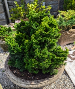 This dwarf Hinoki cypress is a charming evergreen shrub prized for its rounded and compact habit and soft fernlike foliage.