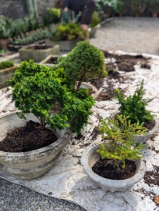 Ryan places the plants in pots to see if they are the right size and shape for the specimens before planting. I use clay pots which are very sturdy and durable.