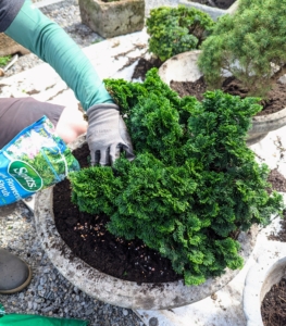 Ryan sprinkles a little more Scotts fertilizer on top of the soil. Be sure the food used does not burn the foliage. This food will encourages vigorous root growth and lush foliage and feed for up to two months.