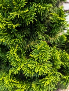 There are different types of Japanese cypress. Most are slow growing and great in full sun. It is most loved for providing year round bold green color.