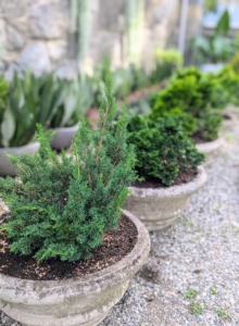 The right pot for the right plant provides the right amount of space and stability for proper watering and feeding. These evergreens will continue to thrive here at my farm.