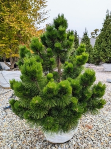 Pinus thunbergii, the black pine, Japanese black pine, or Japanese pine, is a pine tree native to coastal areas of Japan and South Korea. It grows 20 to 60 feet tall and 12 to 20 feet wide and features a shrubby habit and somewhat curved trunk when mature.