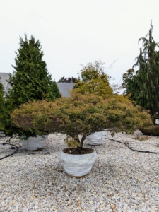 This is Acer palmatum 'Kiyohime' also known as a Kiyohime Japanese maple or spreading Japanese maple. This is a dwarf, spreading maple cultivar in the Sapindaceae family and well known for its interesting leaf coloring. Japanese maples are native to southeast Korea and central and south Japan.