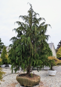 Chamaecyparis nootkatensis 'Pendula' or Weeping Nootka Cypress is a medium to large pyramidal tree with drooping branchlets and dark gray-green foliage that drape. This evergreen tree thrives in cool, humid summer climates with above average rainfall.