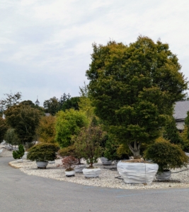 When selecting any new planting for a garden always be sure to consider the plant’s preferred hardiness zone, its care requirements, and the specimen’s size at maturity. And, if you live in or around Pound Ridge, New York, or Lancaster, Massachusetts, be sure to visit Select Horticulture Inc. You're sure to find something. And yes, this trip was successful. I'll share what Ryan brought back to my farm in an upcoming blog.