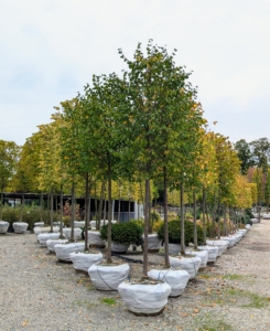 It was a mild and overcast late summer day - perfect for a quick stop at Select Horticulture Inc., to see what was in stock. Every row of trees and shrubs is always neat, tidy, and every item is properly identified. This is Tilia cordata Greenspire Cylinder, a Greenspire Littleleaf Linden. It's a medium sized deciduous tree with a pyramidal growth habit that matures to an oval or spire shape.