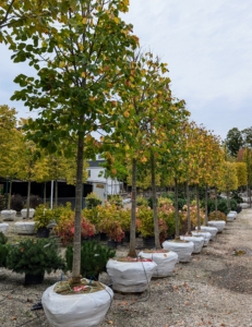 Tilia Euchlora, or Crimean Linden is a medium size to a large deciduous tree that is thought to be a hybrid of Tilia cordata and Tilia dasystyla. The tree grows from 40 to 60 feet tall and 20 to 30 feet wide and has a pyramidal shape. The tree is also known as Caucasian Linden and Causcasina Lime.