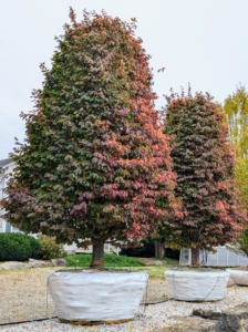 With fall officially starting this weekend, it is not unusual to see some of the trees already showing off their autumn colors. This deciduous Parrotia persica obelisk or Persian ironwood is breathtaking with its large, smooth, wavy-edged leaves that turn to vibrant shades of yellow, orange, red, and sometimes even pink in autumn.