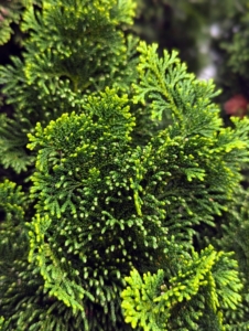 You may recognize this one from a recent blog post - I just repotted one at my farm. it's Chamaecyparis obtusa 'Nana Gracilis', also known as the Hinoki Cypress - a slow-growing, evergreen shrub that is a popular dwarf conifer.