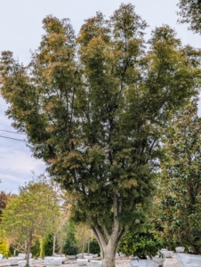 Acer palmatum dissectum 'Seiryu', also known as the Laceleaf Japanese Maple, is a Japanese maple tree with a unique upright growth habit, growing in a vase-shape rather than weeping or cascading. In the spring, the leaves have red tips, and in the fall they turn gold, light yellow, and crimson.