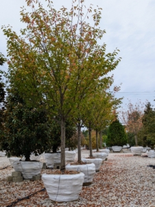 The trees are always displayed with their best sides facing out for visitors to see. Many of the taller trees can be seen from the road.