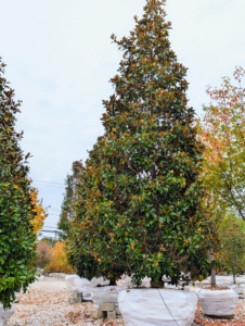 Magnolia grandiflora 'Claudia Wannamaker' is the tree-form version of the vigorous Southern Magnolia which grows upwards of 50 feet tall.