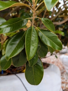 These Southern Magnolia trees show off glossy green foliage with 12 inch pure-white flowers each summer.