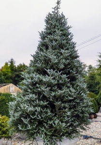 Abies koreana Silberlocke, commonly called Korean fir, is a compact, conical to pyramidal evergreen conifer that grows slowly up to 50 feet tall.