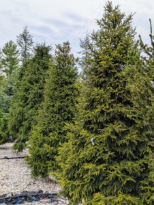 There are lots of lush evergreen shrubs in all different sizes. It is nice to see such a well organized nursery. Picea abies Hillside Upright is a rare and unique form of Norway spruce. It has distinct green foliage over rust colored stems that does best in full sun.