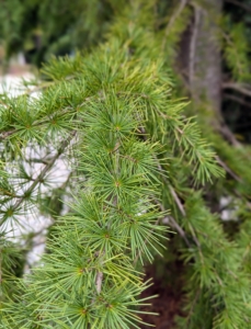 Cedrus deodara 'Aurea' is a very old cedar variety. It has striking horizontal branches with long green gold needles.