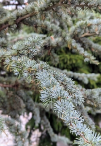 These are the showy bluish branches of Cedrus atlantica Glauca or Blue Atlas Cedar. This tree is an evergreen conifer that needs plenty of room to grow. It typically grows to a height of 60 feet tall, but can reach up to 100 feet.