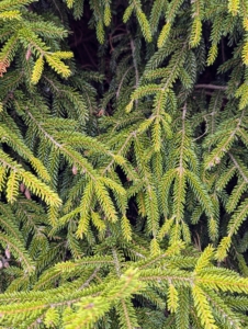 And these are the branches of Picea orientalis 'Nigra Compacta' commonly called oriental spruce - a medium to large, densely-branched, narrow-pyramidal evergreen conifer that typically grows 50 to 70 feet tall. It is native to mountain areas from the Caucasus to Turkey. It has flattened, glossy, dark green needles that are shorter than the needles of other species of spruce.