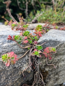 Sedum adds nice soft texture to hard stone and is considered very low maintenance.