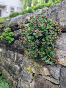 Sedum is a large genus of flowering plants, also known as stonecrops. Sedums are members of the succulent family. They have fleshy, water-storing leaves and are drought tolerant.