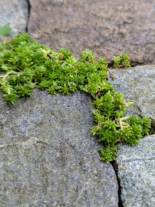 I've also planted sedum in between the stone pavers.