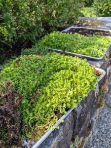 I had trays of sedum left over from other planting projects, so I planned these for the wall and steps surrounding the terrace outside my Winter House kitchen.