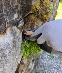 Next, he simply tucks in the roots. Sedum, like other succulents, retain water in their leaves and can thrive in dry climates. They need little soil and water to survive, which makes them excellent for planting here.