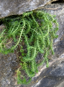 Most plants have a trailing nature and will begin cascading down the side of the wall as it grows.