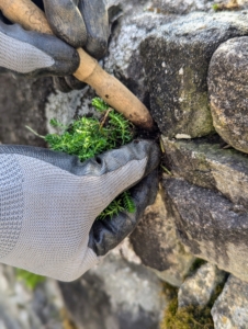 Matthew selects an adequate void between the stones and places the sedum securely into the crevice.