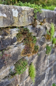 The sedum along this wall was first planted in 2012. And every so often, we add more and more. It is growing so nicely and looks as if it has been here so much longer.